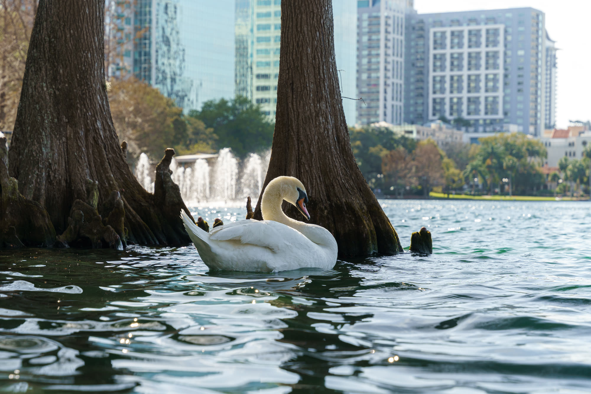 Downtown Orlando skyline and Lake Eola from above